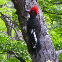 Magellanic Woodpecker I
